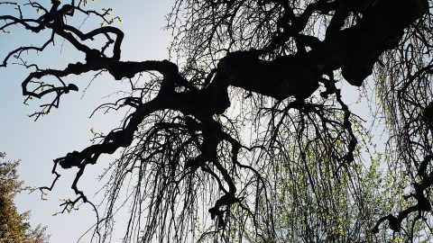 Branche d'arbre dans le ciel